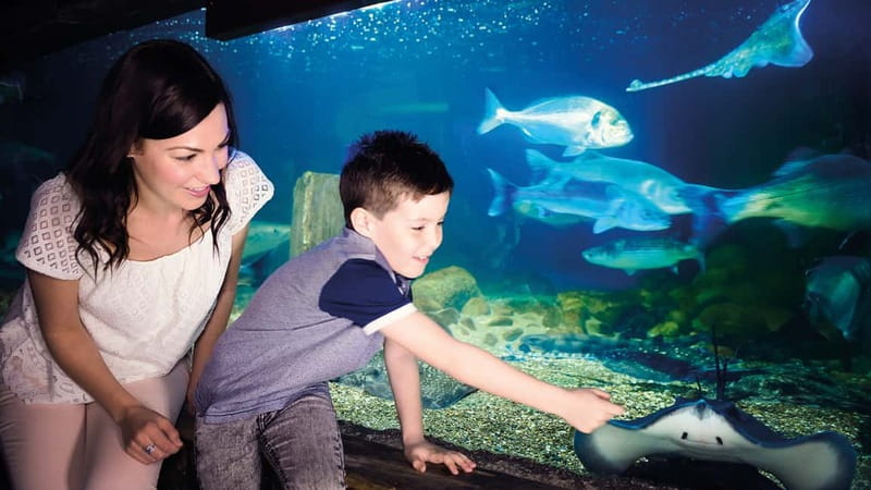 Munich: Day Ticket to Sea Life - Shark Tunnel: face-to-face with blacktip reef sharks