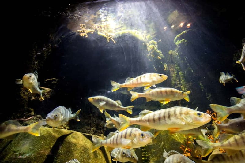 Munich: Day Ticket to Sea Life - Germany’s 20+ shark species: how to make the most of the lineup