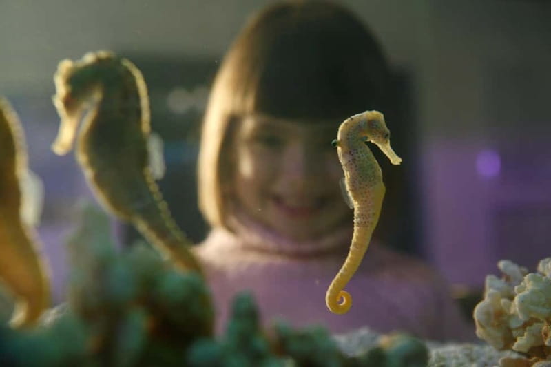 Munich: Day Ticket to Sea Life - Feeding shows: the fastest way to learn what animals really eat