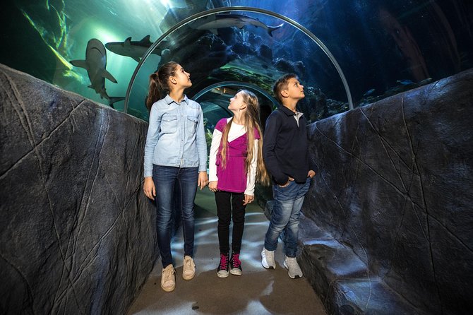 SEA LIFE Munich Admission Ticket - The eight-meter ocean tunnel: the moment you’ll remember