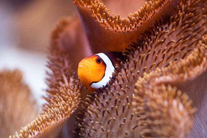 SEA LIFE Munich Admission Ticket - Timing, queues, and crowd flow in peak season