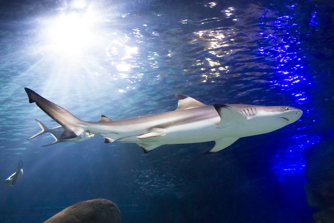SEA LIFE Munich Admission Ticket - Practical details that affect your day